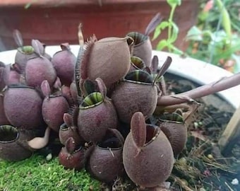 Nepenthes Ampullaria - Black Form - Flask-Shaped Pitcher Plant - 10 Fresh Seeds