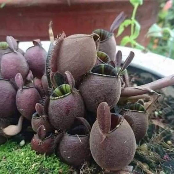 Nepenthes Ampullaria - Black Form - Flask-Shaped Pitcher Plant - 10 Fresh Seeds