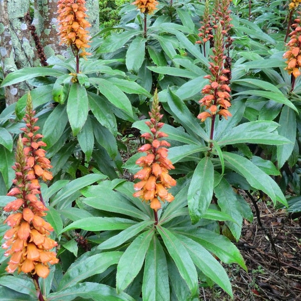 Isoplexis Canariensis ~ Digitalis Canary Island Foxglove ~ Evergreen Shrub Rare 5 Seeds ~