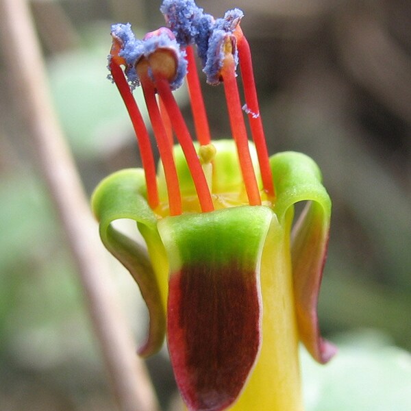 Fuchsia Procumbens ~ Creeping Rainbow Fuchsia ~ Climbing Flowers ~ 7 Rare Seeds