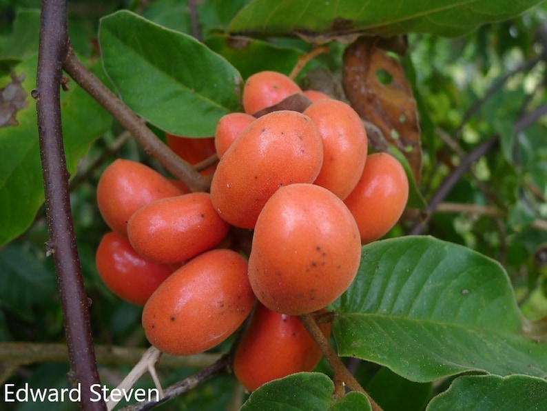 Uvaria Rufa Susung-Kalabaw Suso Ng Kalabaw Rare Fruit 10 Seeds image 1