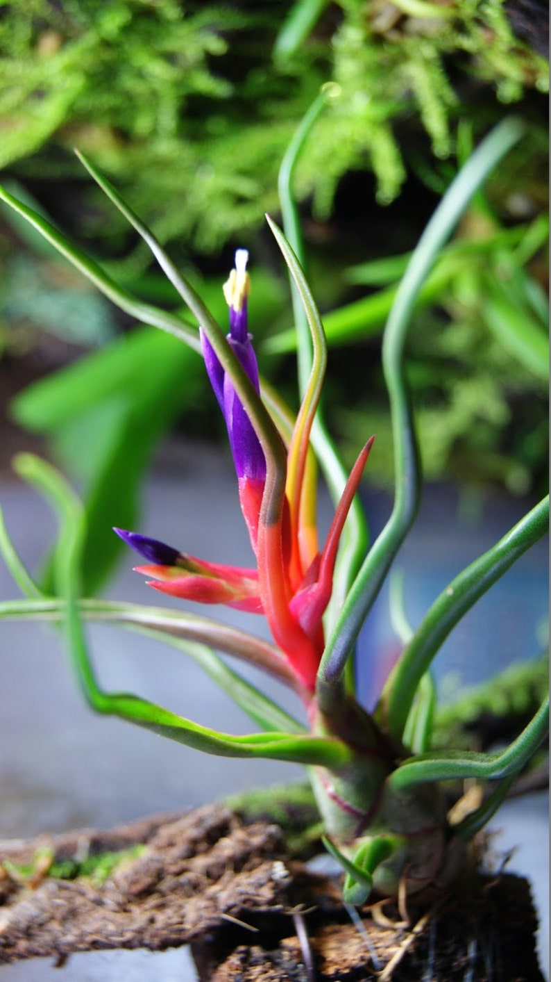 Tillandsia Bulbosa Air Plant Bromeliad RARE Easy | Etsy
