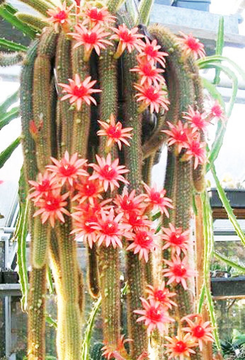 monkey tail cactus monkey tail cactus