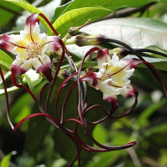 Twisted Cord Flower Bush (strophanthus caudatus)