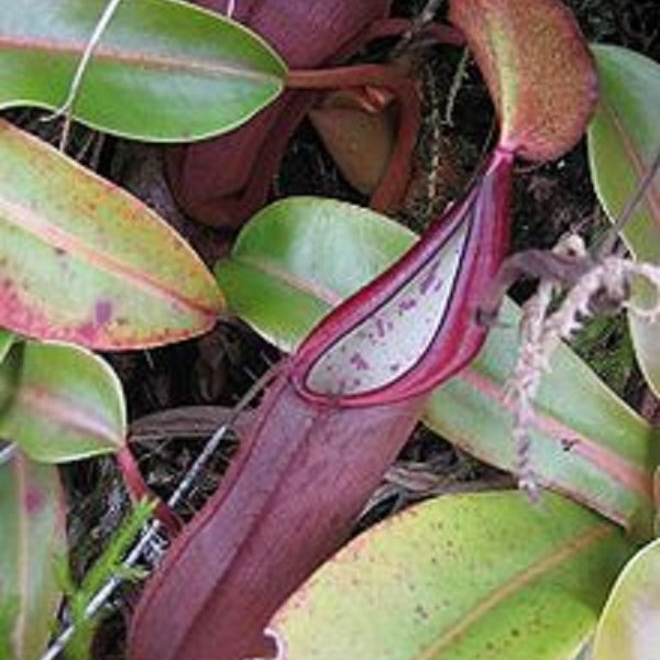 Nepenthes Sanguinea ~ Blood Red Tropical Pitcher Plant ~ VERY RARE 5 Seeds ~