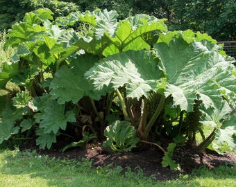 Gunnera manicata GIANT LEAVES Seeds! Gunnera manicata GIANT LEAVES Seeds!