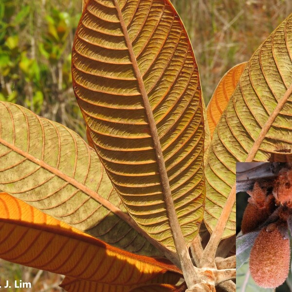 Pleioluma Sebertii - Pancher - Fruit extrêmement rare de Nouvelle-Calédonie - Croissance rapide - 2 graines - Limité