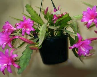 Chiapasia Nelsonii ~ Amazing Disocactus Epiphyllum ~ Very Rare Orchid 10 Seeds ~