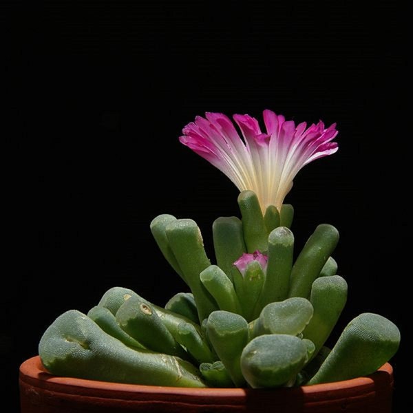 Frithia Pulchra - Fairy Elephants Feet - 20 Seeds