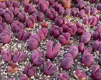 Lithops Optica Rubra - Plante de pierres vivantes - 10 graines de succulentes rares