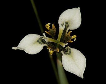 Moraea Unguiculata - White Cream Flowers -Rare - 5 Seeds