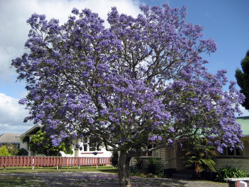 Jacaranda Mimosifolia Ornamental Blue Jacaranda Bonsai Tree Etsy