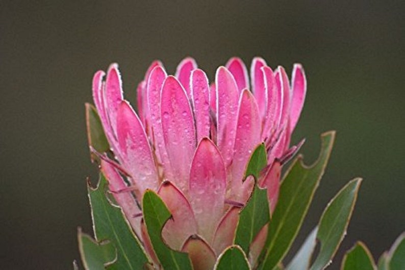 Protea Compacta Bot River Sugarbush Beautiful Pink Flowers 5 Seeds Amazing Rare image 2