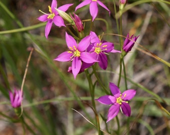 Chironia Purpurascens - Blühende Seerose | Klebrige Blume - 20 Samen
