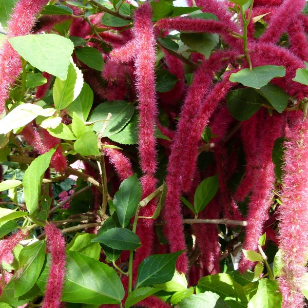 Acalypha Hispida * Chenille Plant * Exotic Cat's Tail Shrub * Rare 3 Seeds *