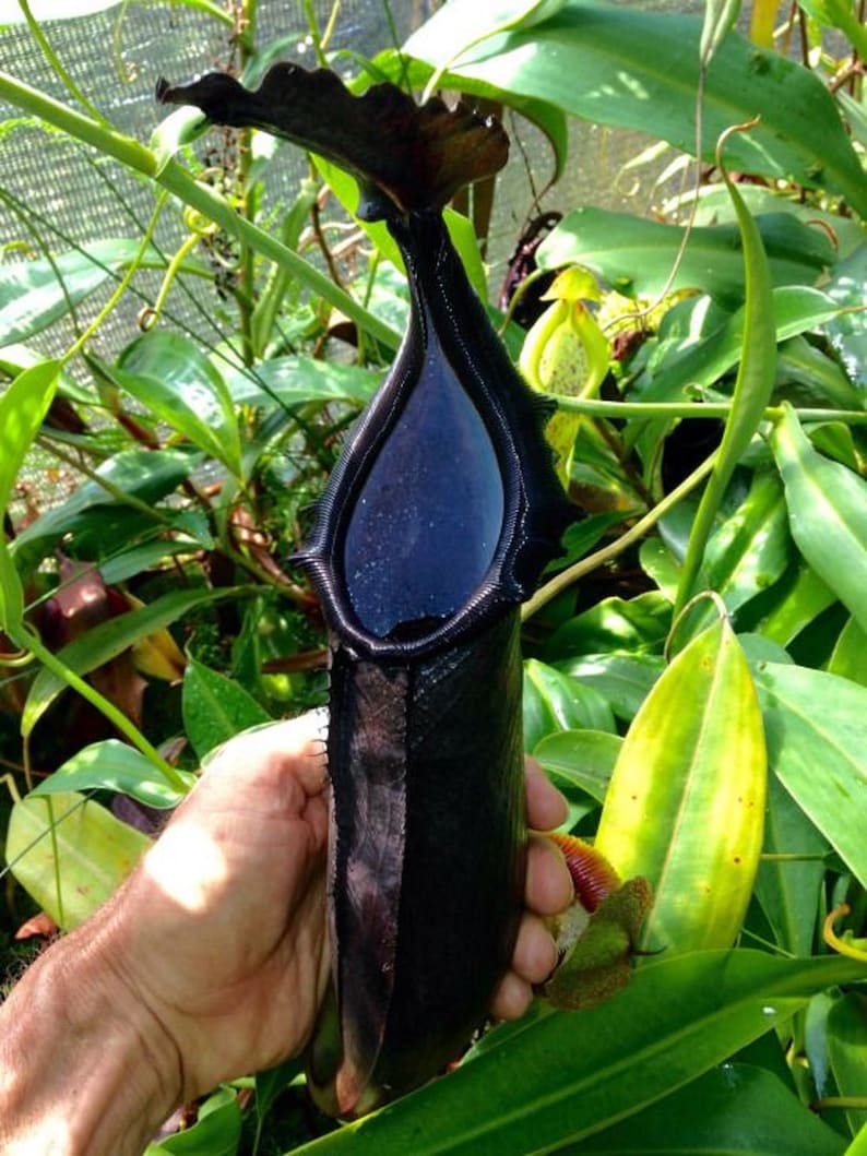 Nepenthes Naga Highland Tropical Pitcher Plant Very Rare