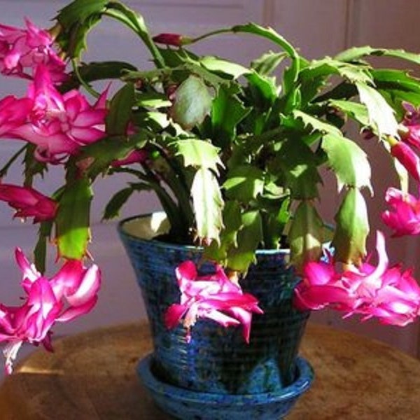 Weihnachtskaktus *Schlumbergera Truncata * Erntedankkaktus * 5 frische Samen RAR