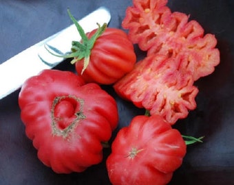 Mexican Solanum Lycopersicum Zapotec Pink Ribbed Pleated Heirloom Tomato 15 Seeds