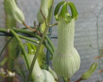 3 Seeds * Ceropegia Sandersonii Very Rare Succulent Parachute Plant 3 Seeds * Ceropegia Sandersonii Very Rare Succulent Parachute Plant