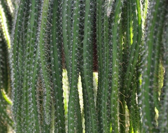 Selenicereus Validus - Rope-Like Stems Cactus - Very Fast Grower - 20 Seeds