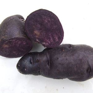 Solanum Tuberosum - TPS True Black Dark Night Potato Seeds - 10 True Seeds - Not Root - Grow Your Own Potato