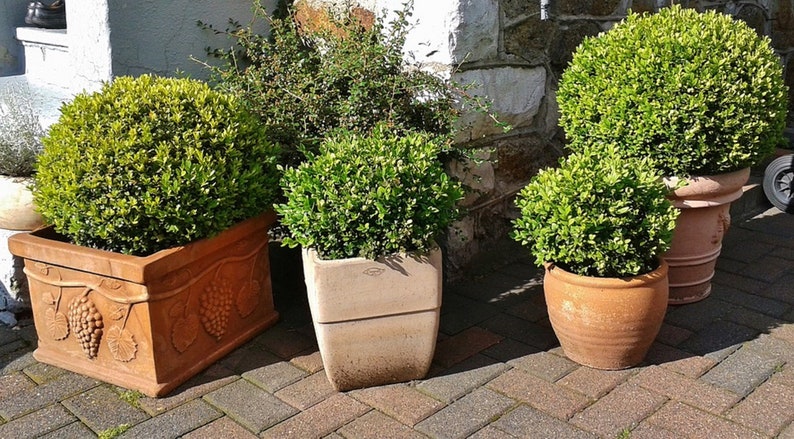 Buxus Sempervirens Common Boxwood Bonsai Tree Garden Decor 20 Seeds image 4