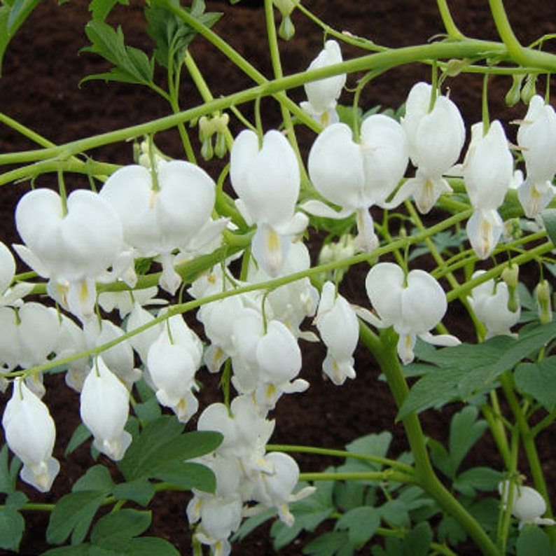 Dicentra Spectabilis Alba Bleeding Hearts Flower of Romance 5 Fresh Seeds image 4