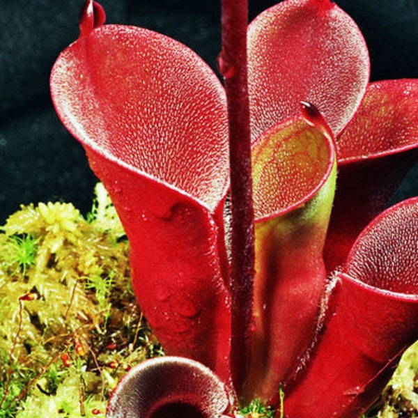 Heliamphora Pulchella ~ Amazing Hairy Carnivorous Plant ~ Extremely Rare 3 Seeds ~
