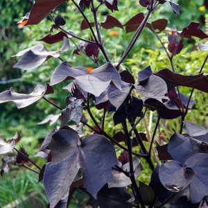 Gossypium Herbaceum Nigrum - Black-Leaved Cotton - Rare - 5 Seeds
