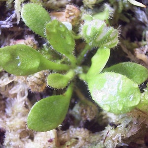 Cephalotus Follicularis Carnivorous VERY RARE Australian Pitcher Plant 3 Seeds image 2