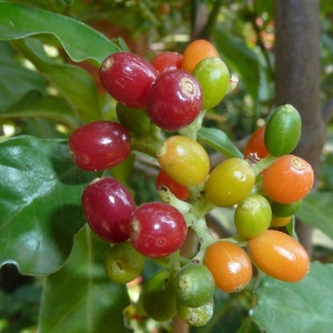 Psychotria Capensis Black Bird Berry Tropical Evergreen Shrub Rare 5 Seeds image 3