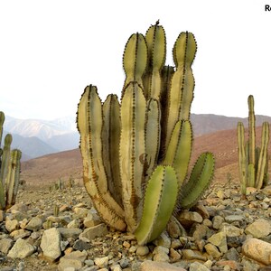 Neoraimondia Arequipensis Big Bed of Straw Rare Weird Cactus 20 Seeds image 1