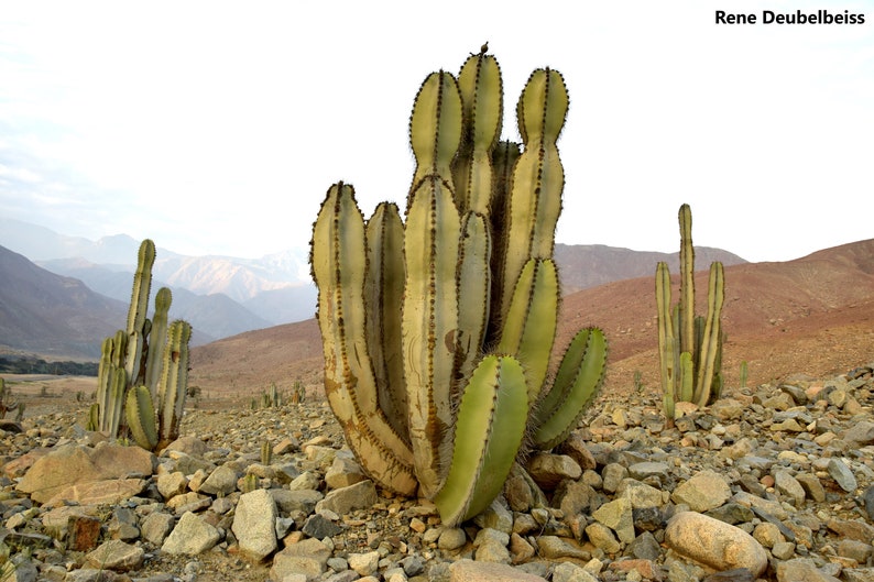 Neoraimondia Arequipensis Big Bed of Straw Rare Weird Cactus 20 Seeds image 1