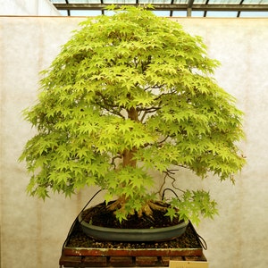 Acer Palmatum Japanese Maple Ornamental Bonsai Tree Rare 10 Seeds image 2