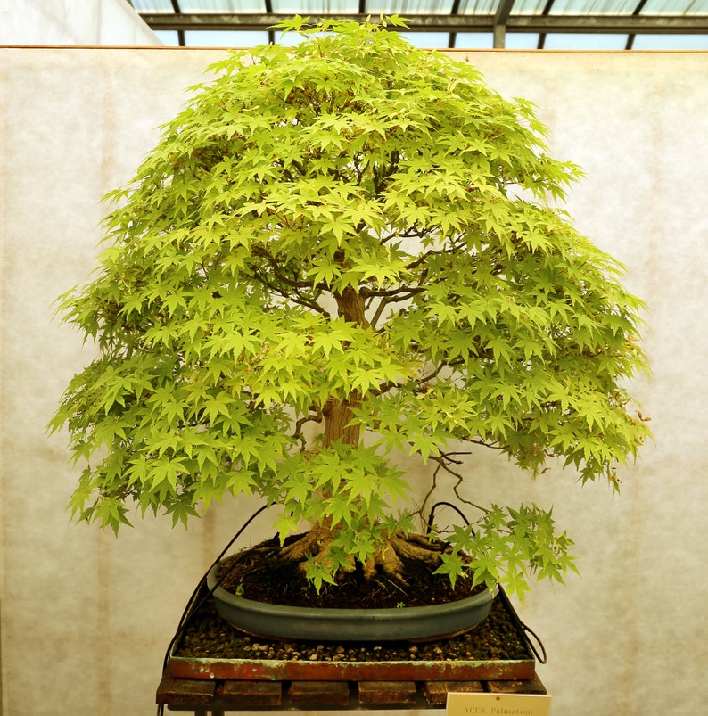 Acer Palmatum Japanese Maple Ornamental Bonsai Tree Rare 10 Seeds image 2