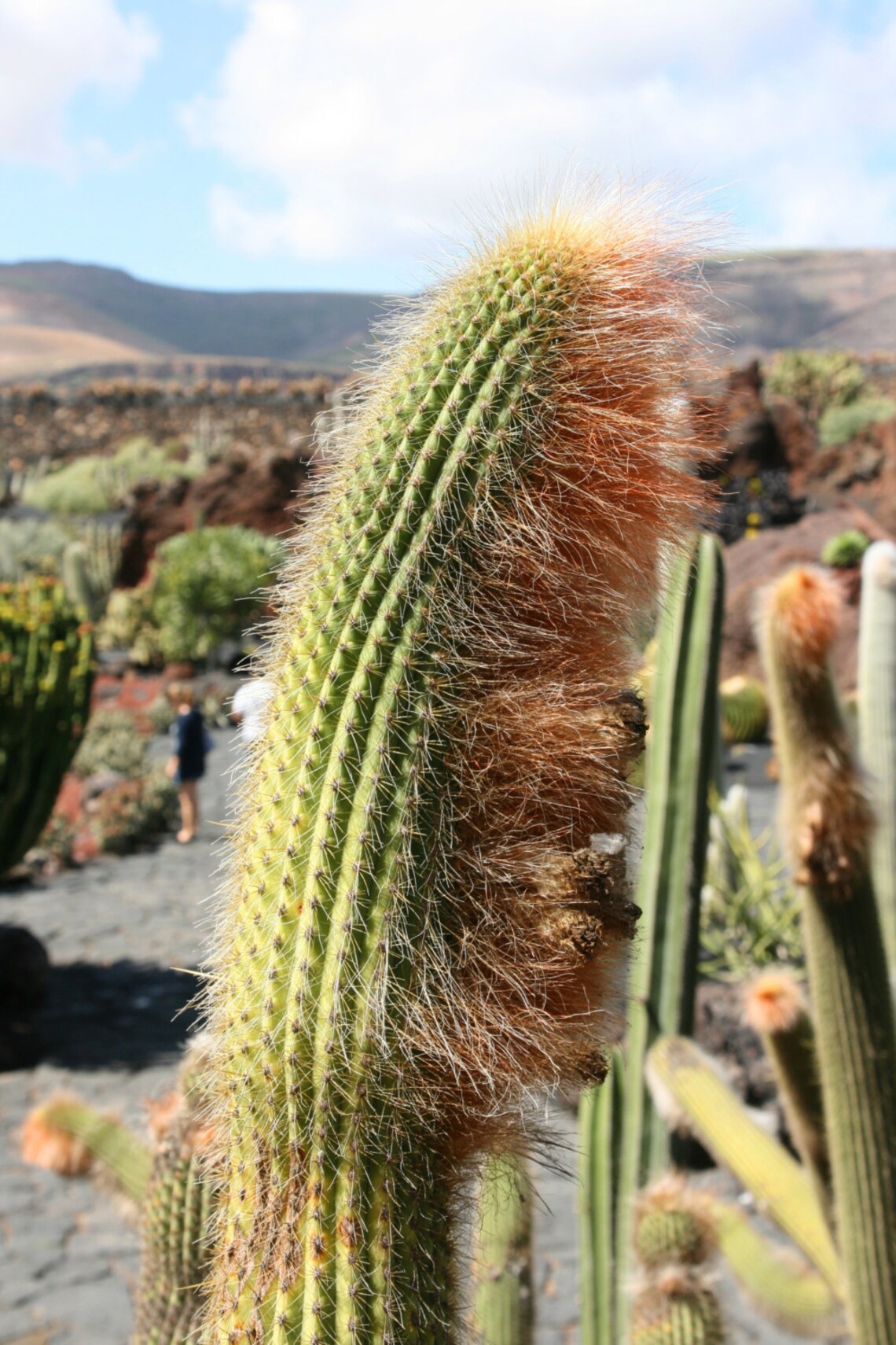 Vatricania Guentheri Attractive Fox Red Tail Cactus Very - Etsy