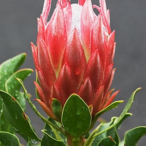 Protea Cynaroides South Africa King Spectacular Very Rare 3 Seeds image 4