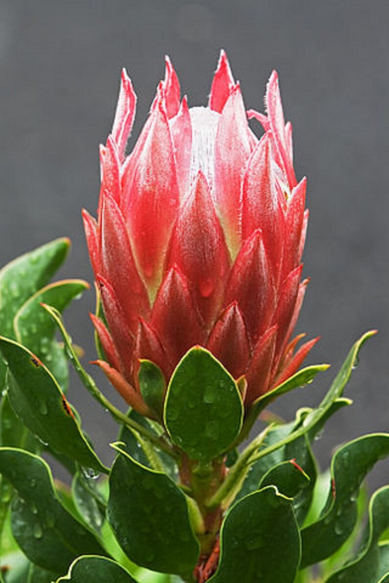 Protea Cynaroides South Africa King Spectacular Very Rare 3 Seeds image 4