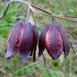 Fritillaria Ruthenica Black Night Flower Limited Quantity VERY RARE 3 Seeds image 1