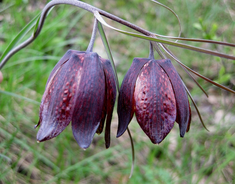 Fritillaria Ruthenica Black Night Flower Limited Quantity VERY RARE 3 Seeds image 1