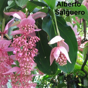 Medinilla Magnifica - 5 Semillas - Uva Rosa - Muy Rara - Planta de Interior