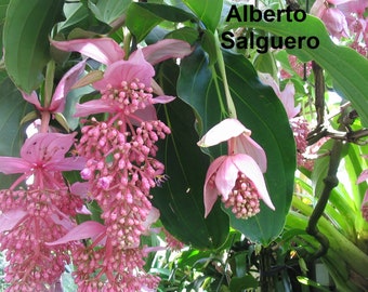 Medinilla Magnifica - 5 Seeds - Rose Grape - Very Rare - Houseplant