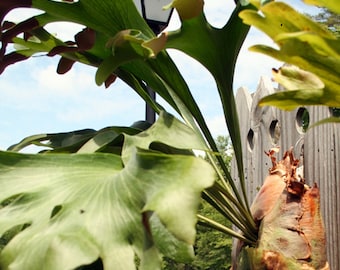 Platycerium Hillii * Staghorn Fern * Unusual Tropical Plant * 10 Tiny Seeds *