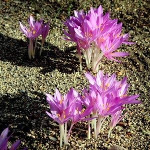Colchicum Autumnale - Herbst Krokus - Wiesensafran Blume - 10 Samen