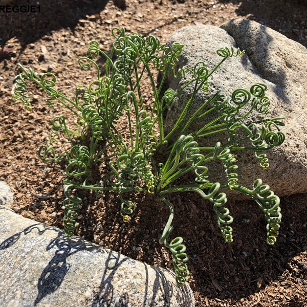 Albuca Namaquensis - Spiral Grass - Rare Succulent - 3 Seeds