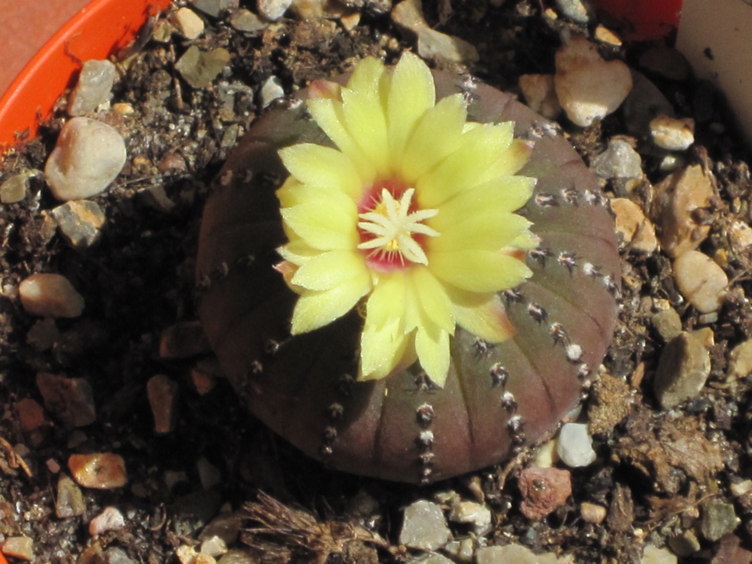 Frailea grahliana exotic flowering cacti rare cactus flower bonsai seed 50 SEEDS Frailea grahliana exotic flowering cacti rare cactus flower bonsai seed 50 SEEDS