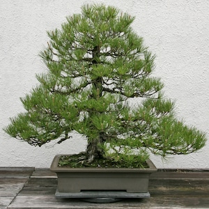 Pinus Thunbergii Japanese Black Pine Rare Bonsai Tree 10 Seeds image 1