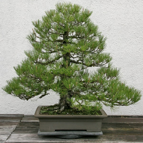 Pinus Thunbergii * Japanese Black Pine * Rare Bonsai Tree * 10 Seeds *