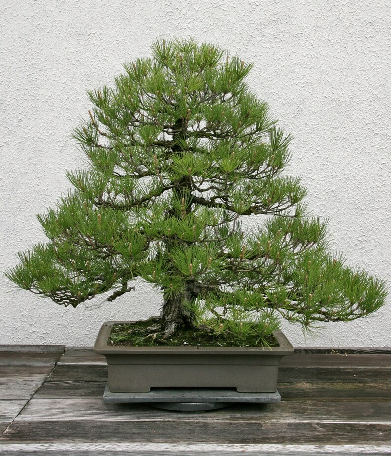 Pinus Thunbergii Japanese Black Pine Rare Bonsai Tree 10 Seeds image 1
