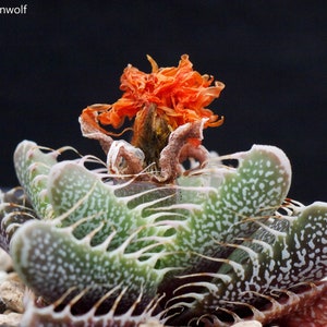 Faucaria Felina Tiger Jaws Rare Succulent Plant 10 Seeds image 1